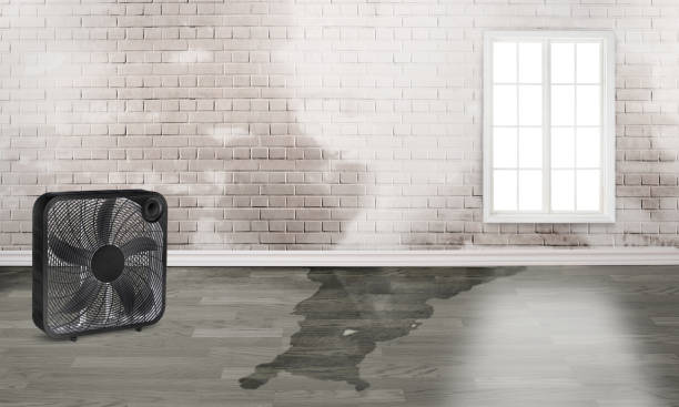 Best Carpet water damage restoration  in Union Point, GA